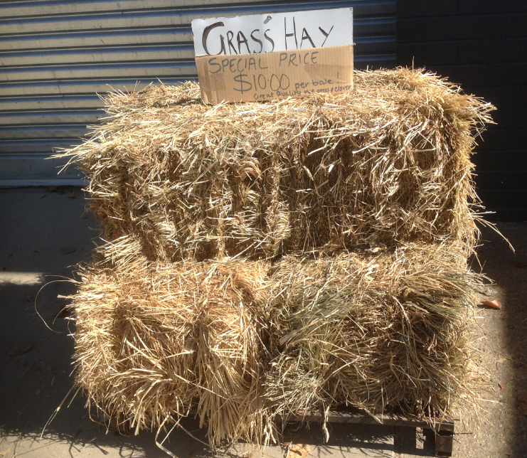 Good Quality Rye & Clover Hay, Small Squares Hay & Fodder